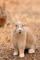 Feral domestic rabbit (Oryctolagus cuniculus) eating a leaf, Okunojima Island, also known as Rabbit Island, Hiroshima, Japan, January.