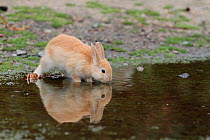 Feral domestic rabbit (Oryctolagus cuniculus) juvenile drinking water, Okunojima Island, also known as Rabbit Island, Hiroshima, Japan, May.