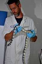 Scientist holding banded sea krait (Laticauda colubrina).