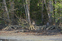 Crab-eating / Long-tailed macaque (Macaca fascicularis) and monitor lizard at forest edge, Kuala Selangor, Malaysia
