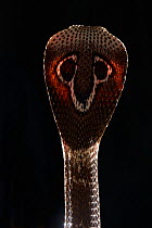 Indian cobra (Naja naja), captive native to India and Pakistan.