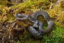 Grass snake (Natrix natrix) eating toad (Bufo bufo), Poitou, France, June.
