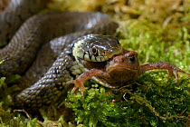 Grass snake (Natrix natrix) eating toad (Bufo bufo), Poitou, France, June.