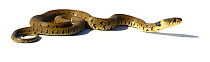 Grass snake (Natrix natrix), Poitou, France, May.