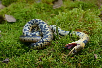 Grass snake (Natrix natrix) feigning death, Poitou, France, May.