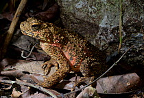 Asian giant toad / river toad (Phrynoidis asper) in cave, Taman Negara, Malaysia, March.