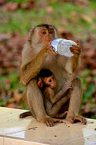 Southern pig-tailed macaque (Macaca nemestrina) female, with baby, drinking from bottle, Malaysia, March.