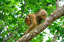 Southern pig-tailed macaque (Macaca nemestrina) on branch, Malaysia, March.