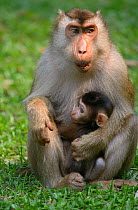 Southern pig-tailed macaque (Macaca nemestrina) holding baby, Malaysia, March.