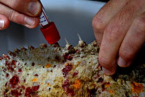 Stone-fish (Synanceia verrucosa) venom milking.