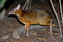 Lesser mouse deer (Tragulus kanchil), Malaysia, February.