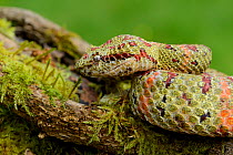 Eyelash viper (Bothriechis schlegelii) captive, native to Central America.