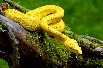 Eyelash viper (Bothriechis schlegelii) captive, native to Central America.