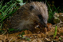 European hedgehog (Erinaceus europaeus) eating snail, Poitou, France, July.