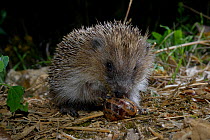 European hedgehog (Erinaceus europaeus) eating snail, Poitou, France, July.