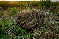 European hedgehog (Erinaceus europaeus) curled up, Poitou, France, August.