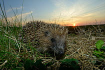 European hedgehog (Erinaceus europaeus), Poitou, France, August.