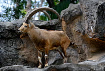 Nubian ibex (Capra nubiana) on rocks. Captive, native to mountainous areas of North East Africa and the Middle East. Vulnerable species