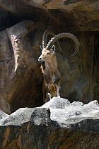 Nubian ibex (Capra nubiana) on rocks. Captive, native to mountainous areas of North East Africa and the Middle East. Vulnerable species