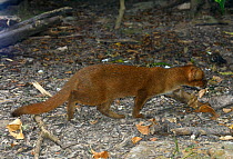 Jaguarondi (Puma yagouaroundi) red phase. Captive, native to Central and South America.
