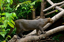 Jaguarundi (Puma yagouaroundi) grey phase on branch. Captive, native to Central and South America.
