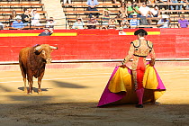 Matador with yellow and magneta capes used in the first round, Tercio de Varas, of the bull fight, Plaza de Toros, Valencia, Spain. July 2014.