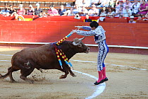Banderillero spearing bull with barbed sticks (banderillas) during bull fight, Plaza de Toros, Valencia, Spain. July 2014.