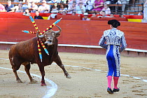 Banderillero with bull speared by barbed sticks (banderillas) during bull fight, Plaza de Toros, Valencia, Spain. July 2014.
