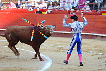 Banderillero with bull speared with barbed sticks (banderillas) during bull fight, Plaza de Toros, Valencia, Spain. July 2014.
