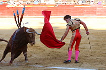 Matador waving red cape at bull during bullfight, bull is speared with barbed sticks (banderillas), Plaza de Toros, Valencia, Spain. July 2014.