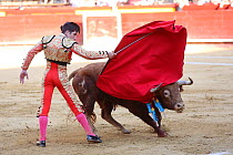 Bull running at red cape waved by matador during bullfight, bull is speared with barbed sticks (banderillas), Plaza de Toros, Valencia, Spain. July 2014.