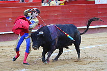 Bull fighting, torero stabbing bull with estoque sword, during the final stage of the bull fight, Tercio de Muerte. Plaza de Toros, Valencia, Spain. July 2014.