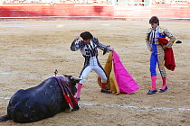 Bull fighting, puntillero about to stab fallen bull through spinal cord, Plaza de Toros, Valencia, Spain. July 2014.