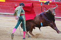 Matador waving red cape at bull during bullfight, bull is speared with barbed sticks (banderillas), Plaza de Toros, Valencia, Spain. July 2014.