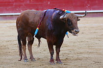 Bull fighting, bull with barbs / banderillas, embedded  shoulder from Tercio de Banderillas round of the bullfight. Plaza de Toros, Valencia, Spain. July 2014.