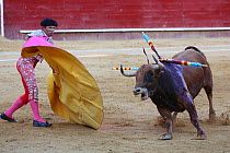 Bull fighting, banderillero with yellow and magneta cape during first round, Tercio de Varas of the bullfight,Plaza de Toros, Valencia, Spain. July 2014.