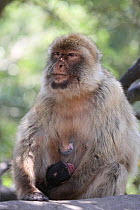 Barbary macaque (Macaca sylvanus) mother holding newborn baby macaques, Rock of Gibraltar.