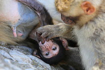 Barbary macaques (Macaca sylvanus) mother holding baby with another playing with the baby, Rock of Gibraltar.