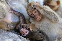 Barbary macaques (Macaca sylvanus) with baby, Rock of Gibraltar.