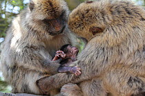 Barbary macaques (Macaca sylvanus) holding baby macaques, Rock of Gibraltar.