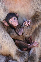 Barbary macaques (Macaca sylvanus) baby held by adult,  Rock of Gibraltar.