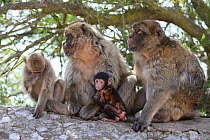 Barbary macaques (Macaca sylvanus) with baby, on the Rock of Gibraltar, July.