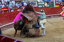 Bull flipping over horse wearing protective 'peto' padding during the first round of the bull fight,Tercio de Varasbull, Plaza de Toros, Valencia, Spain, July 2014.