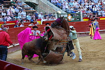 Bull flipping over horse wearing protective 'peto' padding during the first round of the bull fight,Tercio de Varasbull, Plaza de Toros, Valencia, Spain, July 2014.