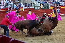 First round of bull fight, Tercio de Varas. Horse wearing protective 'peto' padding, flipped over by bull. Surrounded by Toreros. Plaza de Toros, Valencia, Spain, July 2014.