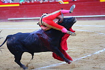 Bull fighter / torero rolling over the back of bull, Plaza de Toros, Valencia, Spain. July 2014.