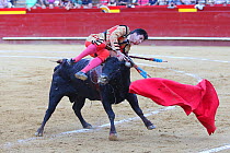 Bull fighter / torero rolling over the back of bull, Plaza de Toros, Valencia, Spain. July 2014.