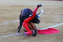 Bull fighting, torero / bullfighter on the floor after jumping over bull. Plaza de Toros, Valencia, Spain. July 2014.