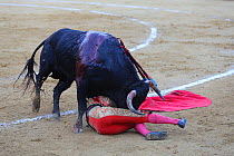 Bull fighting, torero / bullfighter on the floor after jumping over bull. Plaza de Toros, Valencia, Spain. July 2014.