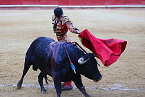 Bull fighting, torero with bull charging at cape, Plaza de Toros, Valencia, Spain. July 2014.